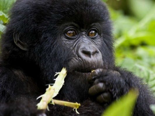 A Young Gorilla Eating
