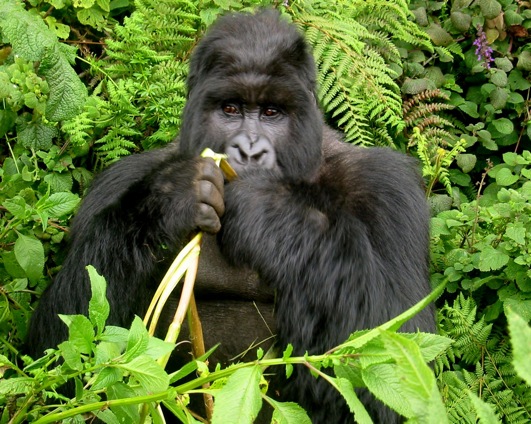 An Adult Gorilla Eating