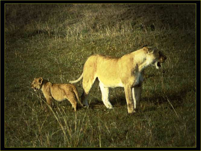 lion pictures