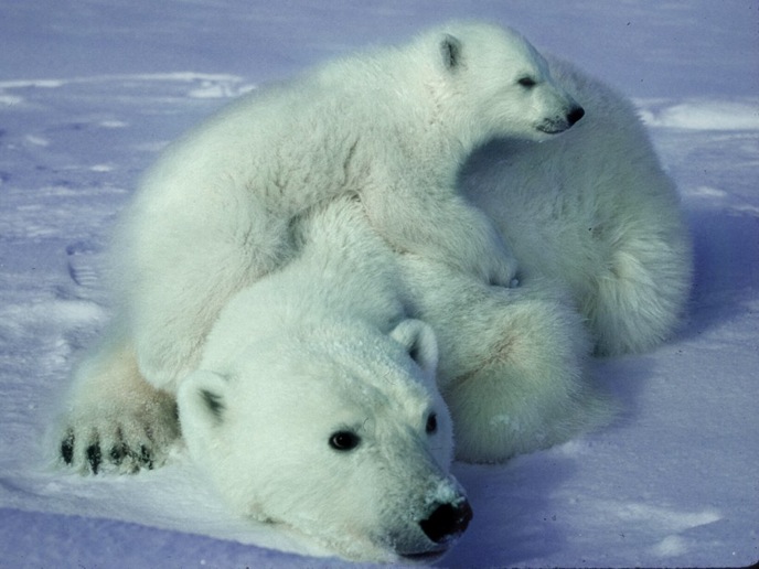 Polar Bear with Cub