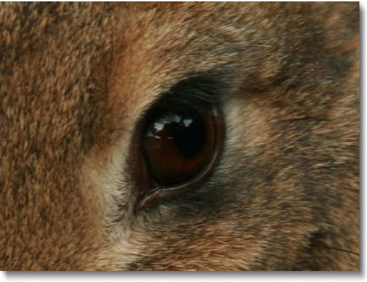 A rabbit's eye.