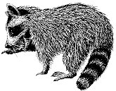 raccoon