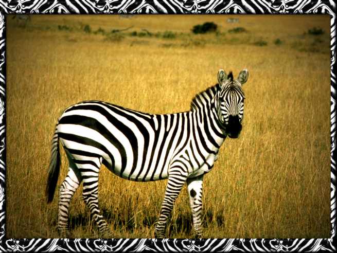 zebra pictures