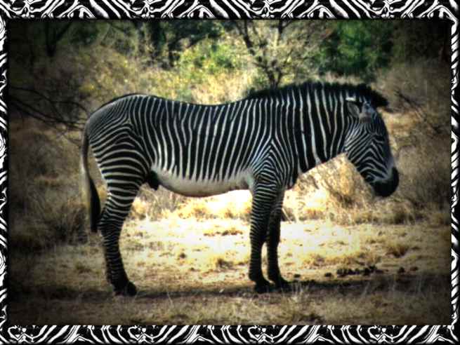 zebra pictures