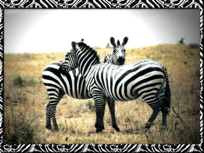 zebra pictures