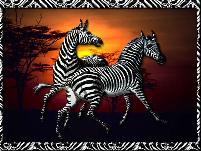 Fun Zebra Pictures Facts